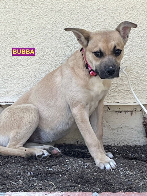 adoptable Dog in Woodland Hills, CA named BUBBA