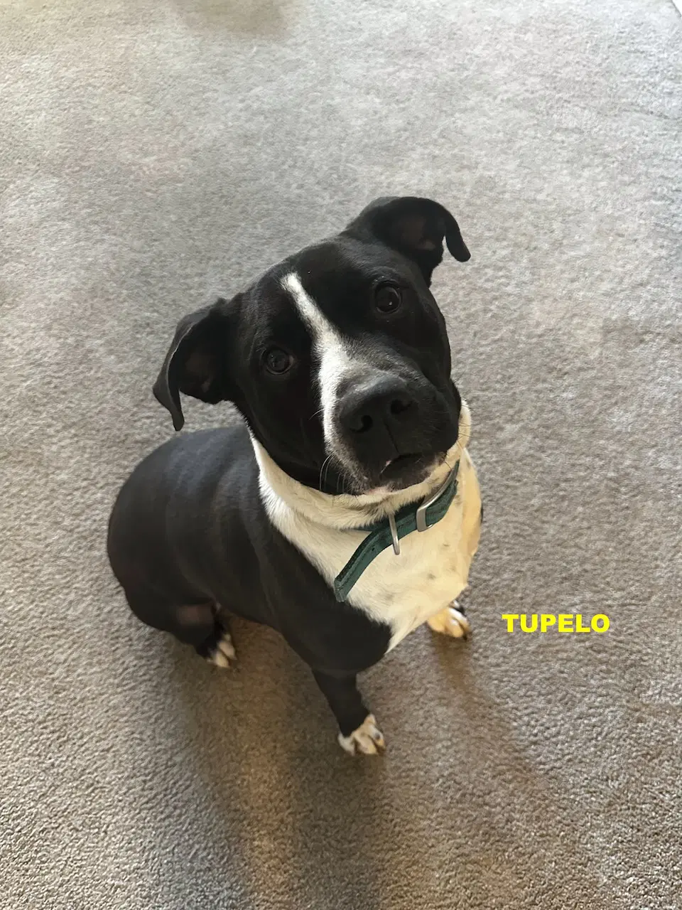 Tupelo image 4