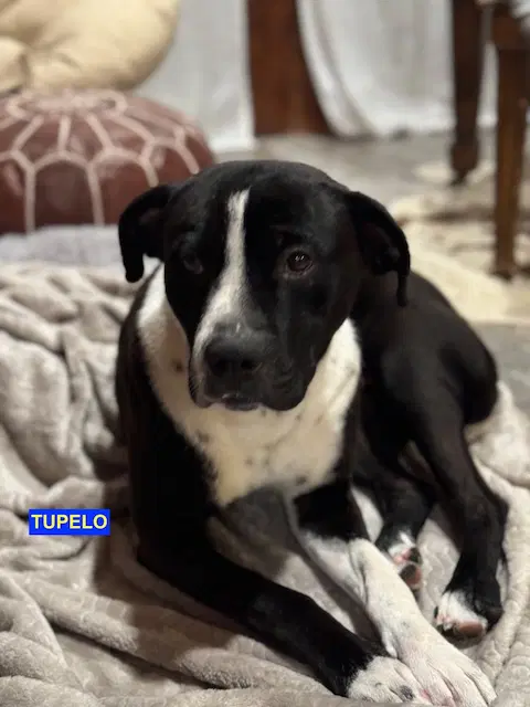 Tupelo - Labrador Retriever
