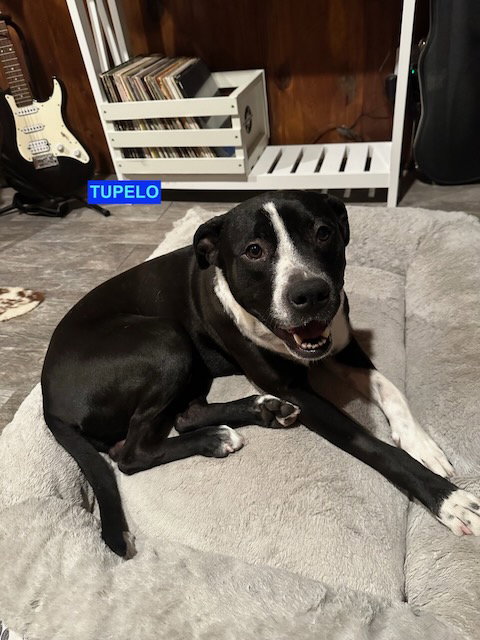 TUPELO