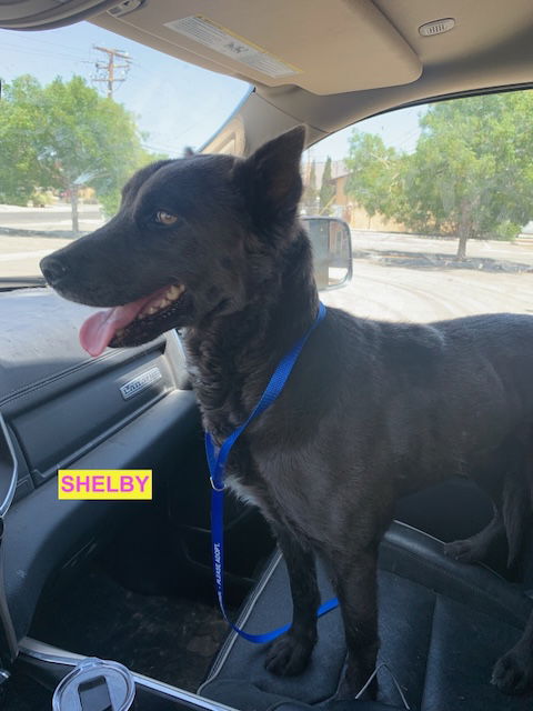 adoptable Dog in Woodland Hills, CA named Shelby