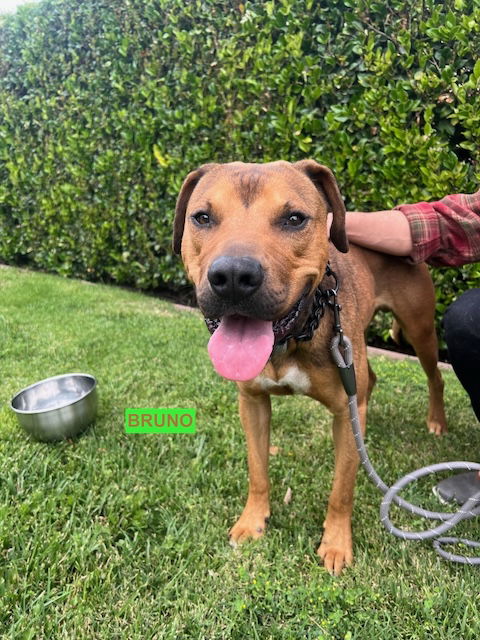 adoptable Dog in Woodland Hills, CA named BRUNO