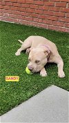 adoptable Dog in  named SANDY