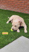 adoptable Dog in Woodland Hills, CA named SANDY