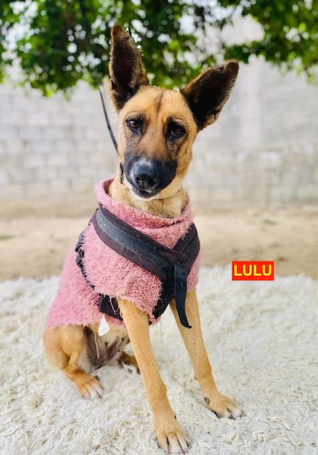 adoptable Dog in Woodland Hills, CA named LULU