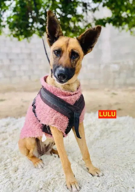 Lulu - Shepherd