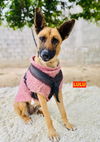 adoptable Dog in Woodland, CA named LULU