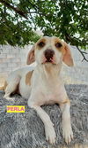 adoptable Dog in Woodland, CA named PERLA