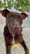 adoptable Dog in Woodland, CA named JOY