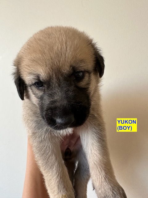 adoptable Dog in Woodland Hills, CA named YUKON