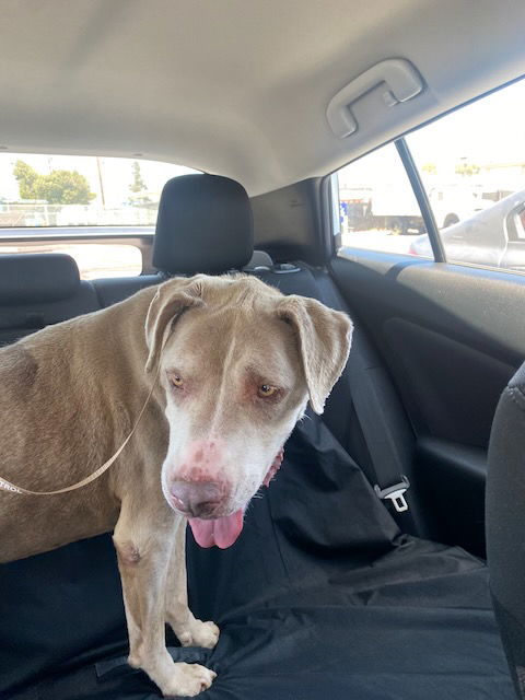 adoptable Dog in Woodland Hills, CA named SOTTO