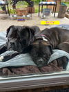 adoptable Dog in Woodland Hills, CA named BETTY & JACK