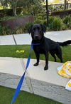 adoptable Dog in Woodland Hills, CA named ALAN