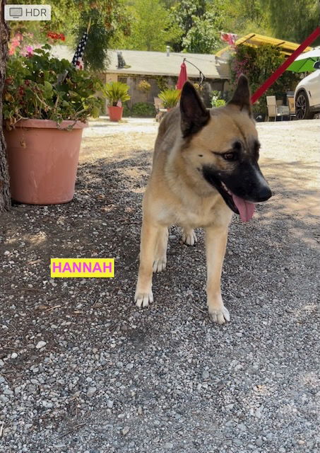 adoptable Dog in Woodland Hills, CA named HANNAH