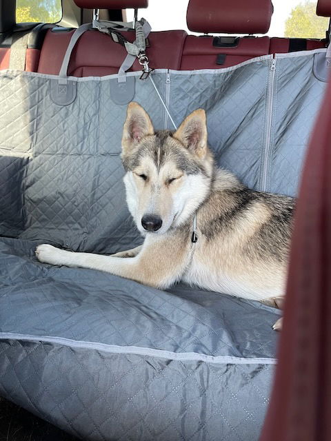 picture of the dog needing adoption