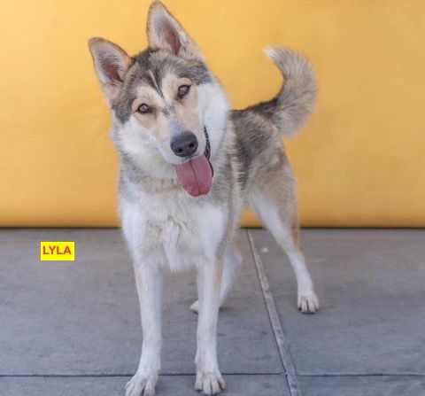 adoptable Dog in Woodland Hills, CA named LYLA