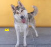 adoptable Dog in Woodland Hills, CA named LYLA