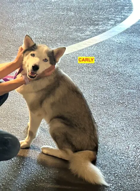 Carly - Siberian Husky