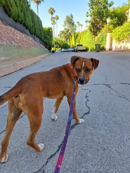 adoptable Dog in Woodland Hills, CA named CUPONE