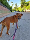 adoptable Dog in Woodland Hills, CA named CUPONE