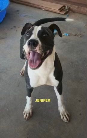 adoptable Dog in Woodland Hills, CA named JENIFER