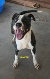 adoptable Dog in Woodland Hills, CA named JENIFER