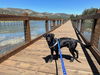 adoptable Dog in Woodland, CA named Moose