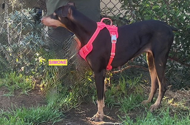 adoptable Dog in Woodland Hills, CA named SIMONE