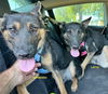 adoptable Dog in woodland hills, CA named ESPRESSO