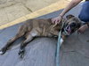 EYORE - Photo 5