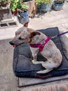 adoptable Dog in woodland hills, CA named DAISEY