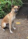 adoptable Dog in woodland, CA named WILLOW