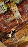 adoptable Dog in woodland, CA named TRICK