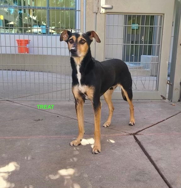adoptable Dog in Woodland Hills, CA named TREAT