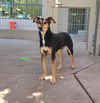 adoptable Dog in woodland, CA named TREAT