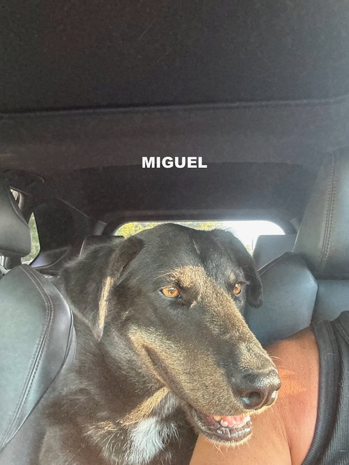 MIGUEL photo 4