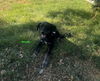 adoptable Dog in woodland, CA named MIGUEL