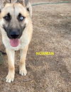 adoptable Dog in woodland, CA named NORMAN