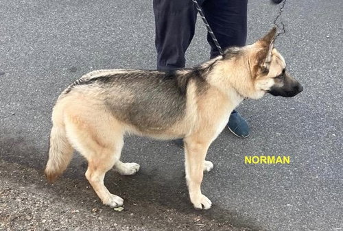 NORMAN - Shepherd / Husky available for adoption