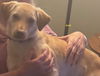 adoptable Dog in woodland, CA named BUZZ & WOODY