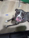 adoptable Dog in woodland, CA named LOKI