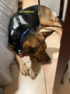 adoptable Dog in woodland, CA named BUTTER BEAN