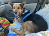 BUTTER BEAN - Photo 2