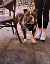 adoptable Dog in woodland hills, CA named EGGNOG