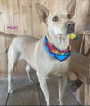 adoptable Dog in woodland, CA named PIGLET