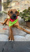 adoptable Dog in woodland, CA named SUZY