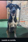 adoptable Dog in woodland, CA named LORENZO