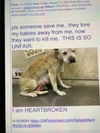 adoptable Dog in  named MAMA ANGEL