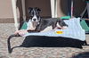adoptable Dog in woodland hills, CA named DELTA
