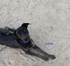 adoptable Dog in woodland, CA named LUCAS